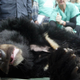 Un oso en una granja de bilis. AP